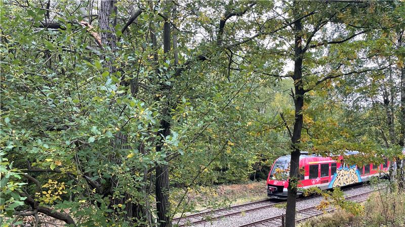 An der Bahnlinie von Goslar nach Göttingen lauert Gefahr durch einen mürben Baum (oben links) über den Gleisen.