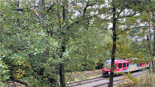 An der Bahnlinie von Goslar nach Göttingen lauert Gefahr durch einen mürben Baum (oben links) über den Gleisen.