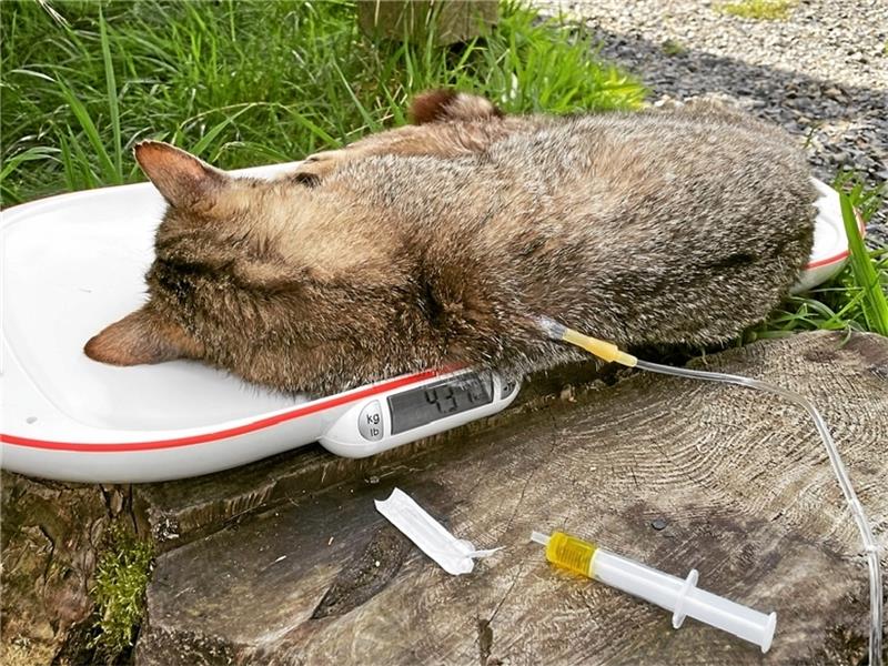 Spenden retten wildem Kater das Leben An der Infusion hängend wird Otto gewogen. Über Wochen muss er Medikamente nehmen. Foto: Monique Wackrow