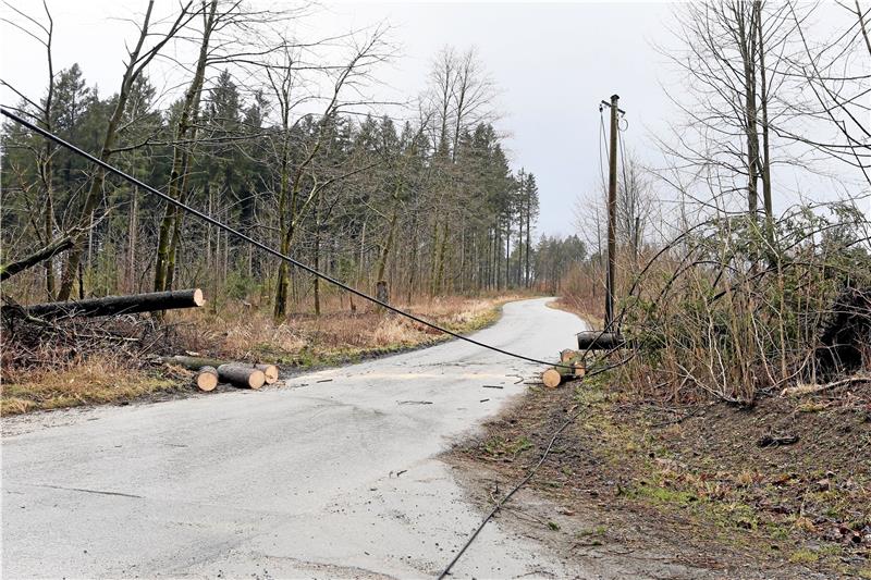 An der Schwarzenbacher Straße in Clausthal-Zellerfeld ist während des Sturmtiefs Sabine eine Fichte in eine Überlandleitung gefallen.  Foto: Neuendorf