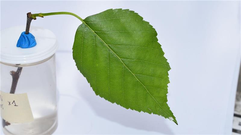 Ich vibrier‘ dich weg! Mini-Raupe verteidigt Mini-Revier An der Spitze des Blattes ist bei genauem Hinschauen eine Mini-Raupe zu erkennen, die bereits Fraßschäden am Blatt verursacht hat.