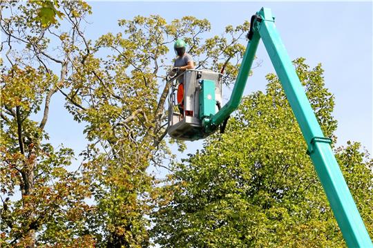 An der Werenbergstraße wird Totholz entfernt.  Foto: Epping