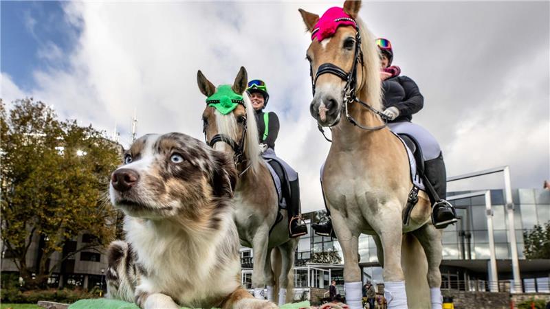 An drei Tagen erwartet die Messe „Hund & Pferd“ rund 60.000 Besucherinnen und Besucher.