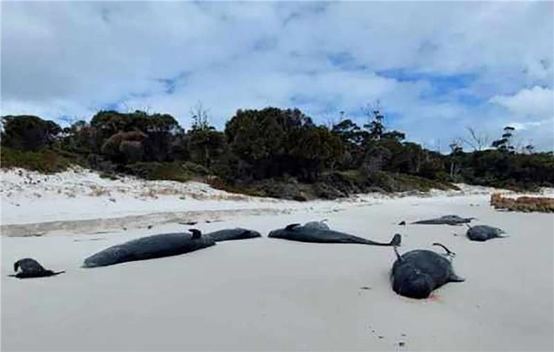 Mehr als 30 tote Grindwale an Strand in Tasmanien entdeckt An einem Strand in Tasmanien wurden mehr als 30 tote Grindwale entdeckt.