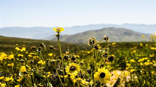 An einem der trockensten Orte der Welt sprießen zahlreiche Blumen. 