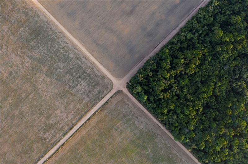 Nach Artenschutz-Abkommen: Umweltschützer fordern Umsetzung An einer Wegekreuzung steht ein Stück Amazonas-Regenwald neben Sojafeldern in Brasilien.