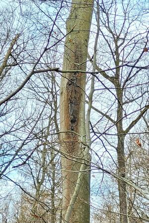 An einigen Stämmen tritt eine schwarze Flüssigkeit aus, ein Symptom für eine Wundreaktion, meist ausgelöst durch Stress oder Infektionen.