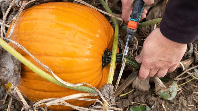 Anbau im Garten: Speise- und Zierkürbisse sollten nicht gemischt werden.