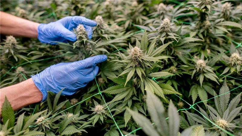 Bericht zu Cannabislegalisierung: Deutschland jetzt XL-Markt Anbauvereinigungen müssen in einem komplexen Verfahren genehmigt werden. (Symbolbild)
