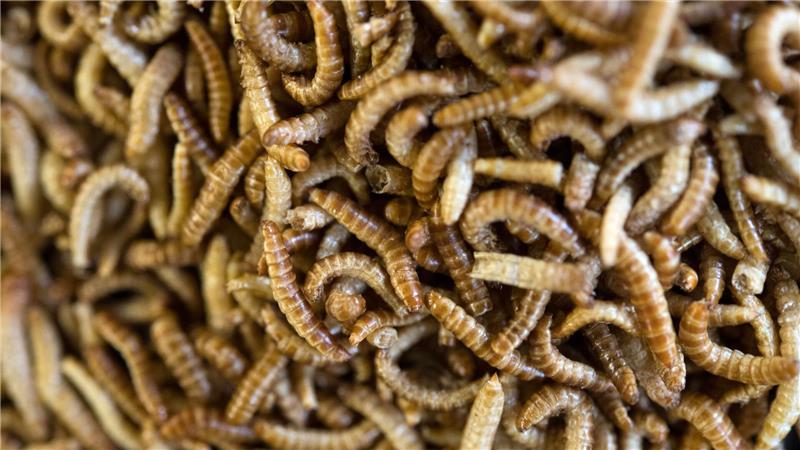 Anders als in Deutschland sind in vielen Ländern weltweit Insekten auf dem Teller nichts Ungewöhnliches.