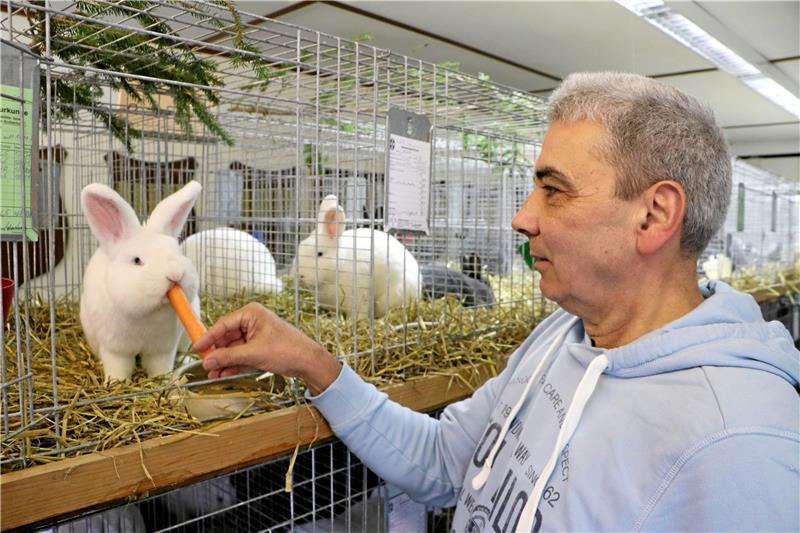 Andreas Mischke reicht einem seiner Kaninchen der Rasse Wiener Weiß eine Mohrrübe. Der Lutteraner sammelt den Titel Vereinsmeister, stellt den besten Rammler und ist Teil der besten Zuchtgruppe. Foto: Gereke