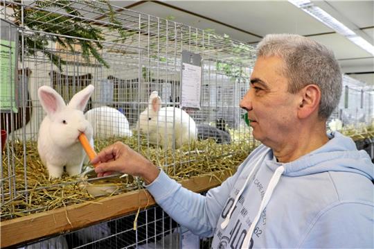 Andreas Mischke reicht einem seiner Kaninchen der Rasse Wiener Weiß eine Mohrrübe. Der Lutteraner sammelt den Titel Vereinsmeister, stellt den besten Rammler und ist Teil der besten Zuchtgruppe. Foto: Gereke