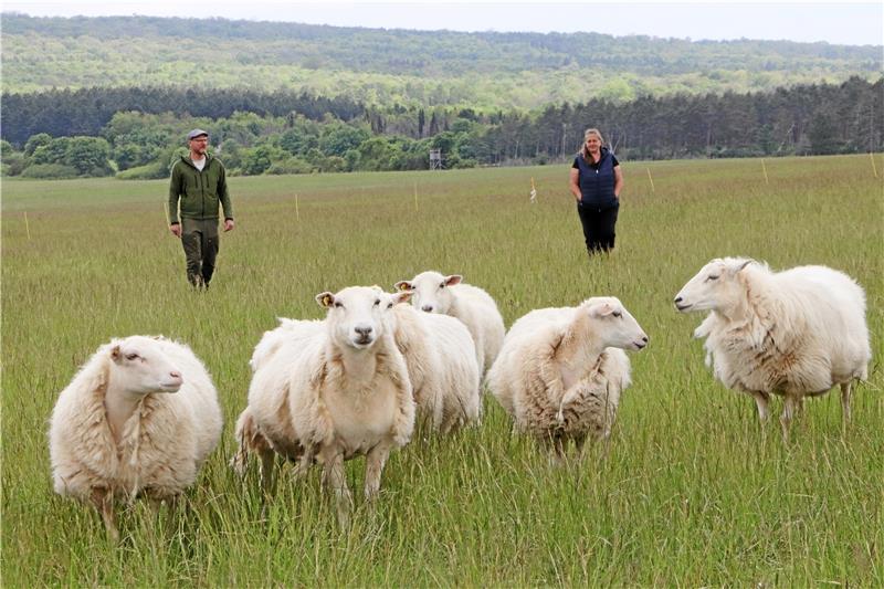Das Geheimnis der nackten Schafe von Ostlutter Andreas und Jacqueline Kroll auf der Weidefläche im Naturschutzgebiet Appelhorn – sie betreiben bereits seit rund 20 Jahren Schafzucht. Foto: Gereke