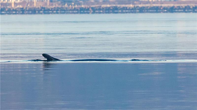 Anfang des Jahres war mehrfach ein Wal in der Flensburger Förde gesichtet worden. Nun schwamm ein solches Tier vor Wismar. (Archivbild)