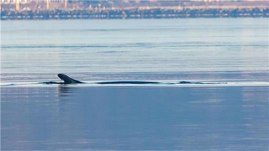 Anfang des Jahres war mehrfach ein Wal in der Flensburger Förde gesichtet worden. Nun schwamm ein Wal vor Wismar. (Archivbild)