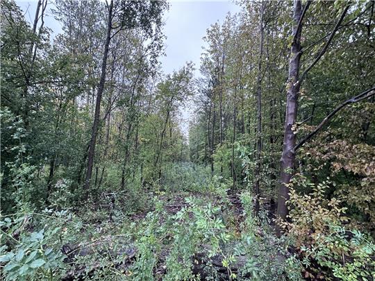 Anfang des Jahres werden große Schneisen in den Wald geschlagen. Foto: Schlegel