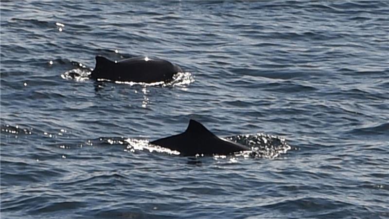 Angesichts der Aufmerksamkeit für den vor Poel liegenden Buckelwal verweisen Experten auch auf Probleme einer heimischen Art - des Schweinswals. (Archivbild)