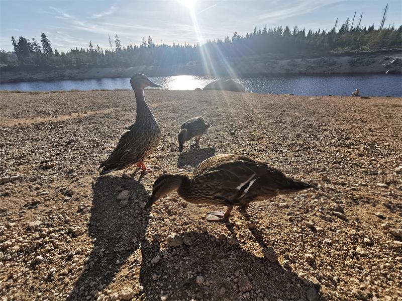 Drei Enten suchen vor dem Oderteich auf kargem Boden nach Futter.