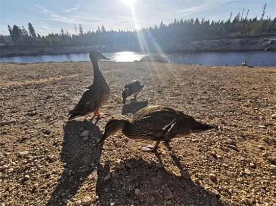 Drei Enten suchen vor dem Oderteich auf kargem Boden nach Futter.