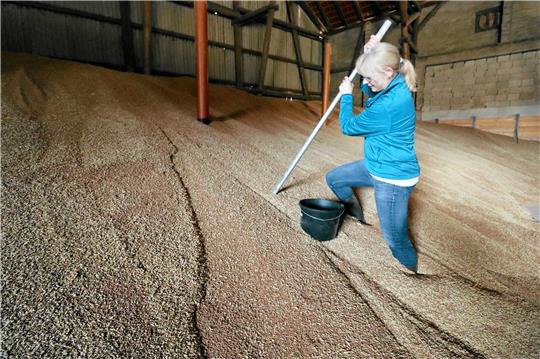 Anke Dege, Inhaberin der Mühle Sack in Langelsheim, stiefelt über den Weizenvorrat von Landwirt Joachim Lindenberg und nimmt Proben, um im Labor unter anderem den Proteingehalt des Getreides zu bestimmen. Foto: Kühlewind