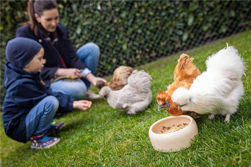 Seidige Leihhühner über Ostern besonders gefragt Anna Gottwald und ihr Sohn Collin füttern Zwerg-Seidenhühner im Garten der Familie in der Region Hannover.