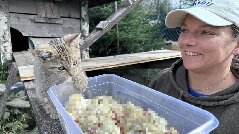 Wildkatzenbaby entrinnt dem Tod und findet eine neue Mama Annett Jerke füttert Monti mit Küken und Mäusen. Der Kleine sucht sich die leckersten selber aus.