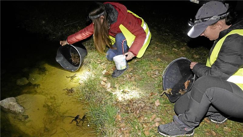 So liebestolle Kröten wie in Bad Harzburg gibt’s nirgendwo im Land Annett Jerke (r.) und eine kleine Helferschar setzen die Tiere im Tümpel aus.