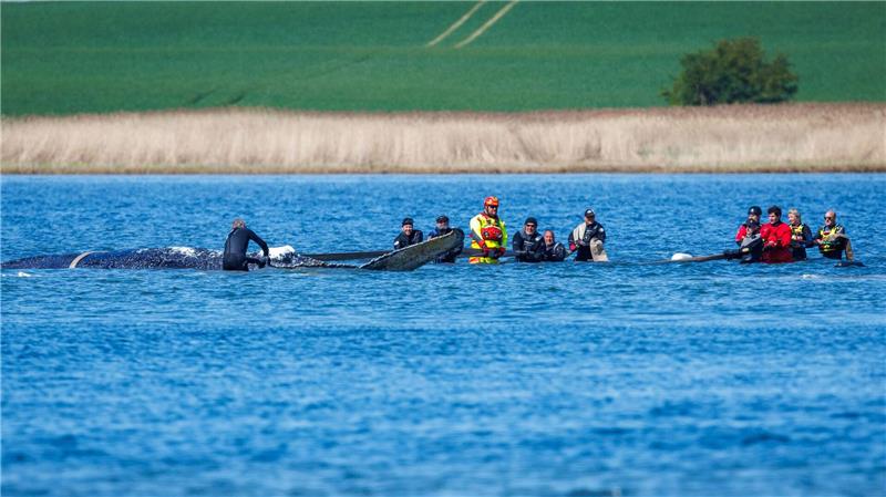 Timmy, ein Rettungsmärchen – Was bleibt vom Wal-Trubel? „Ans Würdelose grenzendes Gezerre“ nennt Greenpeace-Experte Thilo Maack das Geschehen am Wal.