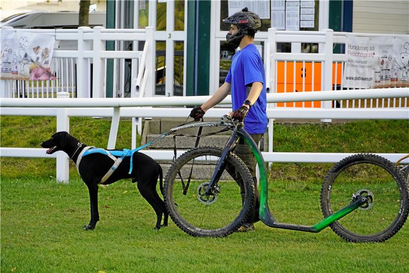 Hunderennen in Bad Harzburg vor kleiner Zuschauerkulisse Anspannung vor dem Start. Foto: Schlegel