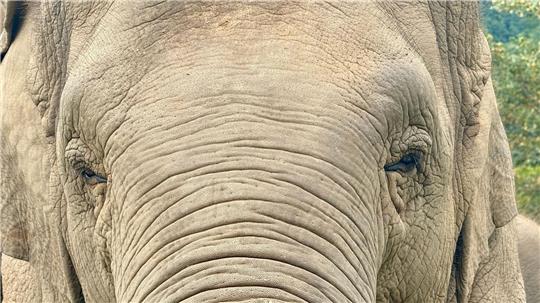 Anwohner vermuten, der Elefant könnte „einen Geschmack für menschliche Nahrung entwickelt“ haben. (Archivbild)