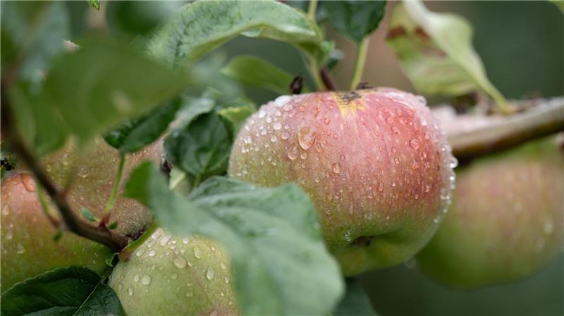 Apfelsaison in Sachsen: Äpfel hängen mit Regentropfen bedeckt an einem Baum auf einer Plantage.
