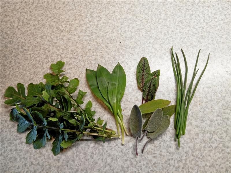 Kälte und Regen bereiten Hobby-Gärtnern Sorgen April: Die ersten Kräuter aus dem Garten der Autorin kommen in den Salat. Es sind (v.li.) Wilde Rauke, Bärlauch, Blutampfer (oben), Salbei und Schnittlauch.