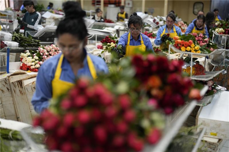 Beliebtes Geschenk: Wie nachhaltig sind Schnittblumen? Arbeiter verpacken Rosen für den Versand in die USA vor dem Valentinstag, dem wichtigsten Feiertag des Jahres für den Verkauf von Schnittblumen, in der Blumenfirma Mongibello in Chia, nördlich der Hauptstadt. Foto: Fernando Vergara/AP/dpa