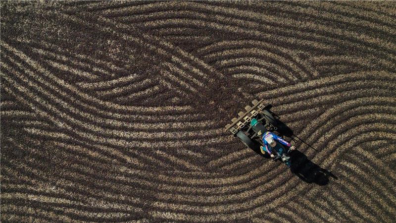 Bilder des Tages Artur Vargas fährt auf einem Motorrad, das zum Verteilen von Kaffeebohnen zum Trocknen auf der Kaffeeplantage seines Vaters in Varre-Sai im brasilianischen Bundesstaat Rio de Janeiro dient.