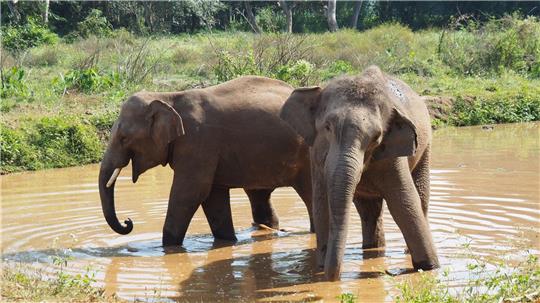 Asiatische Elefanten verlieren immer mehr ihres ursprünglichen Lebensraums. (Archivbild)