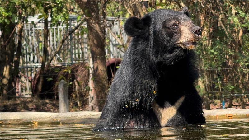 Auch Amputationen verletzter Körperteile gehören zum Alltag der Wildtierklinik - wie bei diesem Sonnenbären.