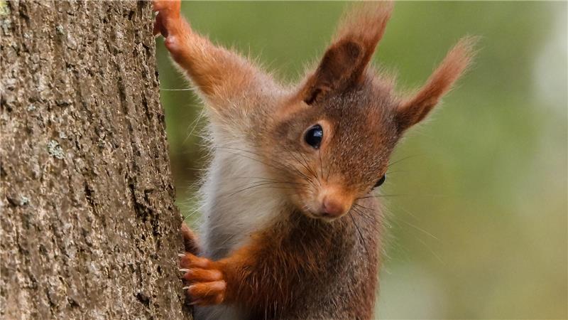 Wilde Ecken und Laubhaufen werden zum wertvollen Lebensraum Auch Eichhörnchen sind beliebte Garten-Gäste.