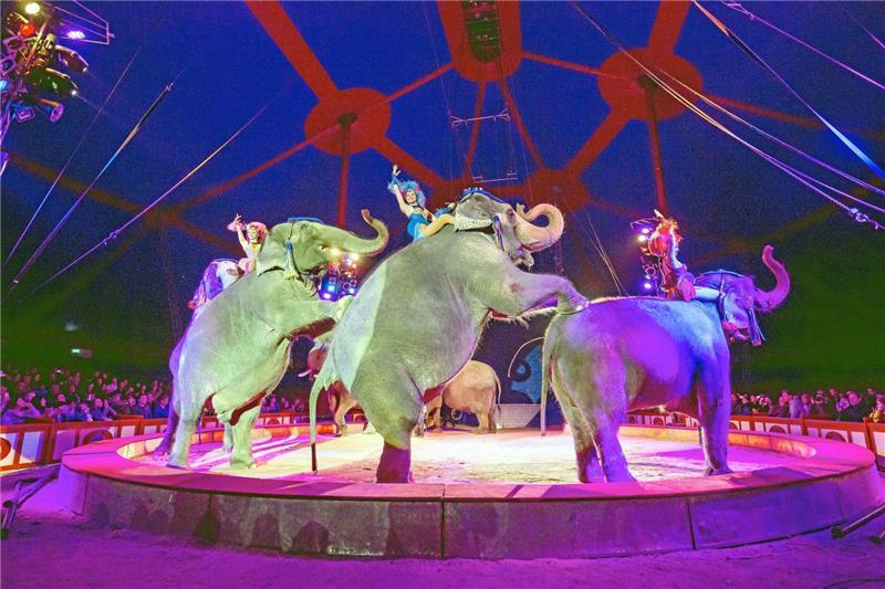Circus Krone kommt nach Goslar Auch Elefanten sind mit einer Parade bei Circus Krone in der Manege zu erleben. Foto: Veranstalter