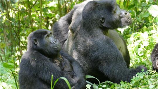 Auch Gorilla-Weibchen können – trotz des extremen Größen- und Kraftunterschieds – Konflikte für sich entscheiden. 