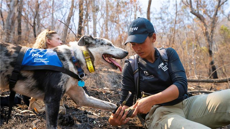 Auch Hunde brauchen bei der Arbeit Schutzkleidung: Bear arbeitete oft mit Hundestiefeln, um seine Pfoten zu schützen. (Archivbild)