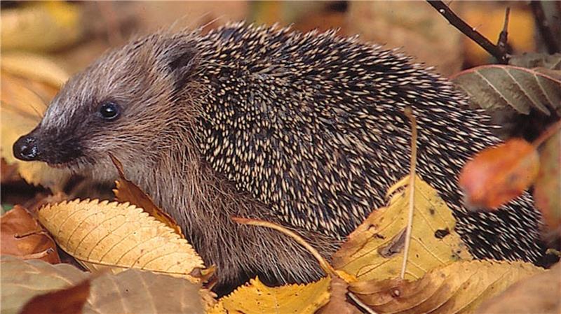 Wilde Ecken und Laubhaufen werden zum wertvollen Lebensraum Auch Igel profitieren von naturnahen Gärten.