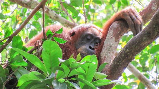 Auch Orang-Utans halten gern ein Mittagsschläfchen.