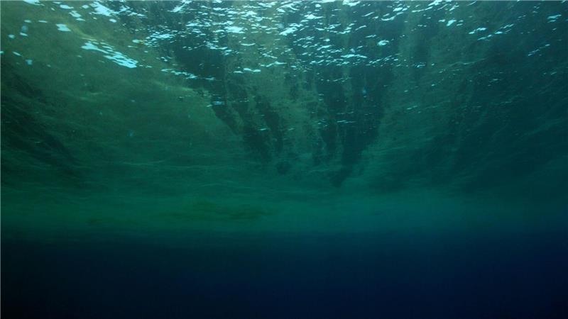 Auch Phytoplankton gehört WWF zufolge zu den Verlierern des Jahres.