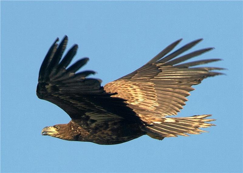 Auch Seeadler haben Vogelkundler an den Kiesteichen schon erspäht. Die Gewässer sind auch ein Ort, um ornithologische Raritäten in der Region aufzuspüren.