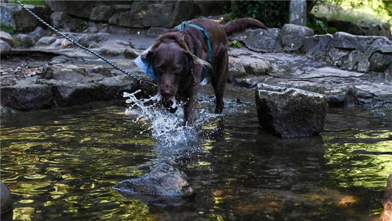 Heißester Tag des Jahres - Unwetter beenden die Hitzewelle Auch Tiere brauchen Abkühlung.