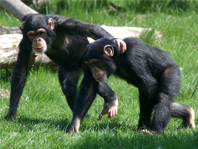Auch Tiere können untereinander Freundschaften schließen. Dabei spielt - ähnlich wie bei Menschen-Freundschaften - der Charakter eine Rolle.