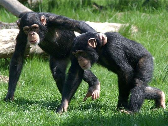 Auch Tiere können untereinander Freundschaften schließen. Dabei spielt - ähnlich wie bei Menschen-Freundschaften - der Charakter eine Rolle.