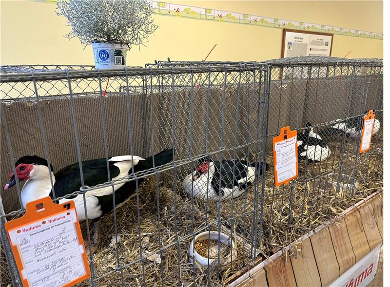 Bad Harzburger Rassegeflügelschau zum 100-jährigen Bestehen Auch Wassergeflügel wie Enten wird im Freizeitzentrum ausgestellt. Foto: Eggers
