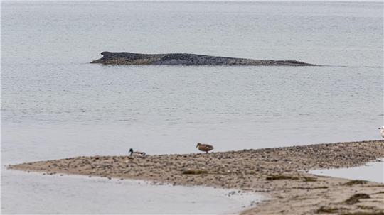 Auch am Morgen lag der Wal auf der Sandbank vor Niendorf. 