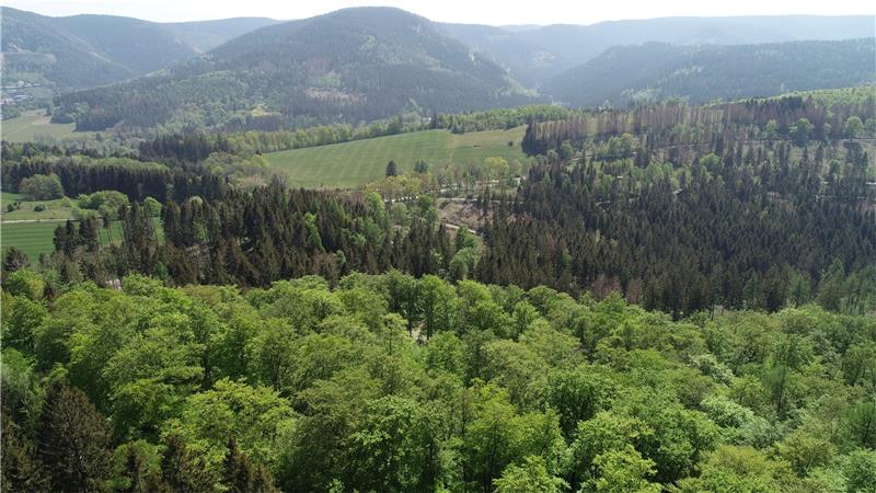 Auch an der Granetalsperre und dem Steinberg bleibt der Goslarer Stadtwald nicht von Borkenkäfer und Klimawandel verschont.  Foto: Stadt Goslar/Ritter